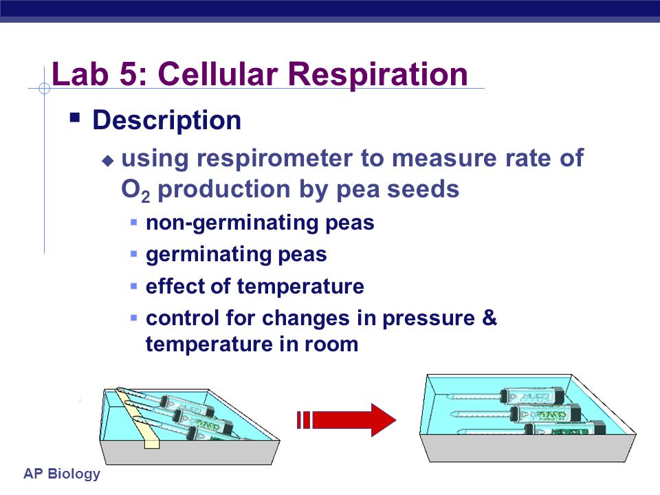 How is the rate of cellular respiration measured?